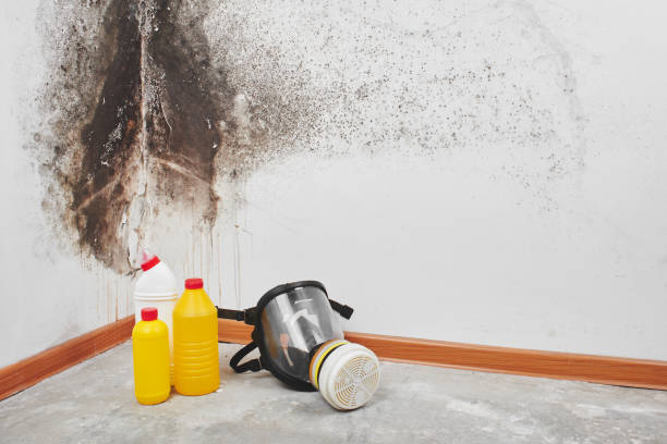 Best Mold Damage Repair  in North Fair Oaks, CA
