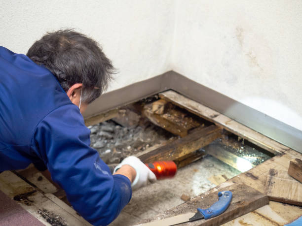 Best Local Mold Removal Service  in North Fair Oaks, CA