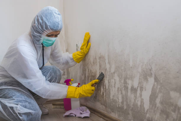 Best Mold Testing  in North Fair Oaks, CA