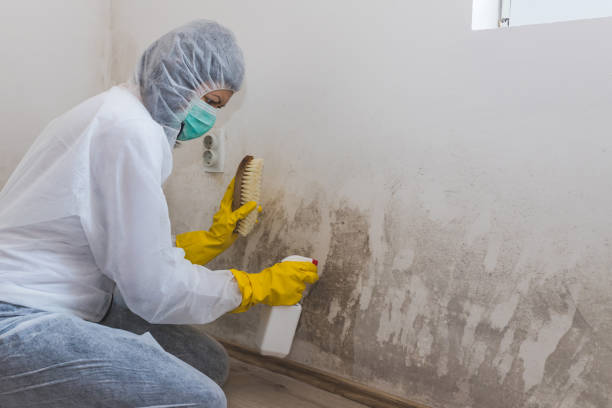 Best Mold Testing  in North Fair Oaks, CA