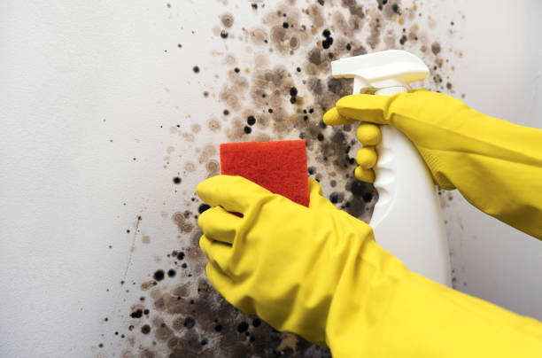 Best Toxic Mold Removal  in North Fair Oaks, CA