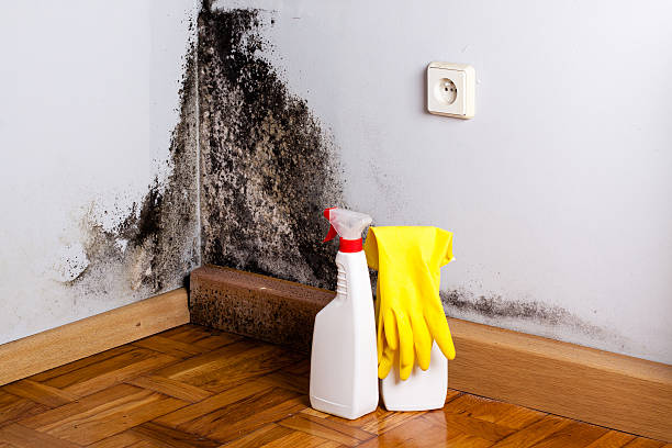 Best Commercial Mold Removal  in North Fair Oaks, CA
