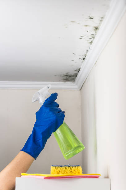 Best Affordable Mold Removal  in North Fair Oaks, CA