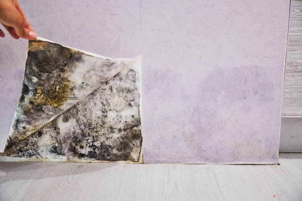 Best Crawl Space Mold Removal  in North Fair Oaks, CA